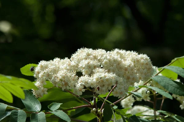 Цветы Горного Пепла Цветение Шелковицы Sorbus Aucuparia Леса Цветы Скалы — стоковое фото