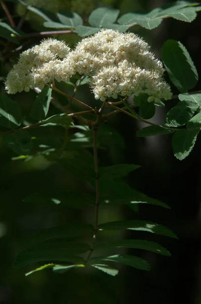 Dağ kül çiçekler. Ashberry Sorbus aucuparia L. yeşillik ve çiçek çiçeklenme. Sıradan bir dal benekli yeşil arka plan üzerinde beyaz büyük çiçekli kayalar
