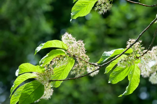  Prunus maackii, yaygın olarak bulunan Mançurya kiraz veya Amur chokecherry, olarak adlandırılan bir tür kiraz Kore'ye yerli ve Amur her iki kıyısında olduğunu 