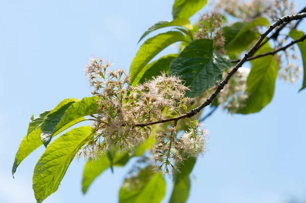  Prunus maackii, yaygın olarak bulunan Mançurya kiraz veya Amur chokecherry, olarak adlandırılan bir tür kiraz Kore'ye yerli ve Amur her iki kıyısında olduğunu 