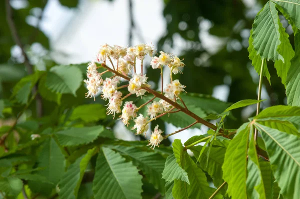 栗の花 支店栗をクローズ アップ 白栗の花は緑豊かな緑の葉の背景で撮影します 栗の木の開花枝 — ストック写真