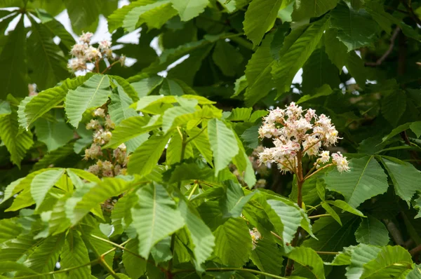 Kestane çiçekler. Şube kestane kapatın. Beyaz kestane çiçekleri yemyeşil yeşil yaprakları arka planı fotoğraflandı. Çiçekli dallar kestane ağacının