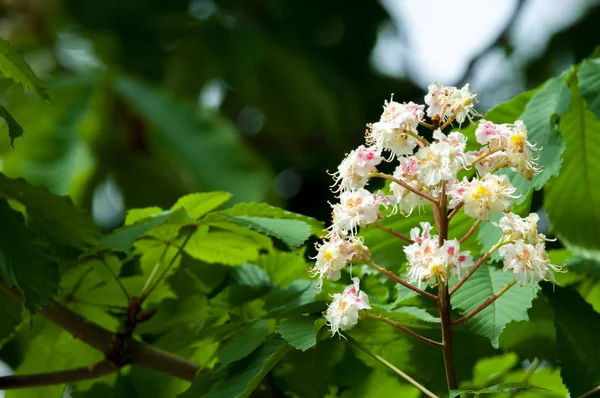 Kastanje Bloemen Branch Kastanje Close Witte Kastanje Bloemen Gefotografeerd Tegen — Stockfoto