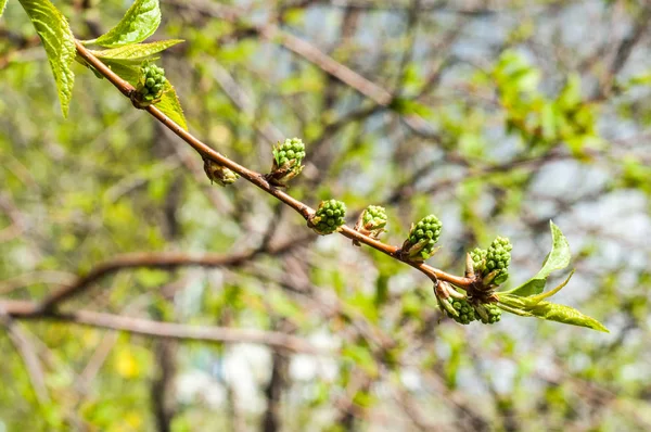 Textur Des Hintergrundbildes Frühlingslandschaft Die Ersten Blätter Der Bäume — Stockfoto