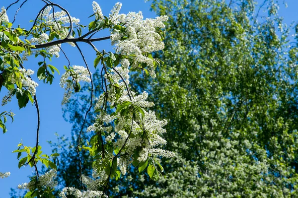 Closeup Branch Bird Cherry Brightly Backlit Sky Bird Cherry Flowers — Stock Photo, Image