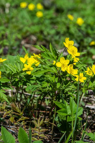 Anémone Fleur Forêt Jaune Est Genre Environ 200 Espèces Plantes — Photo