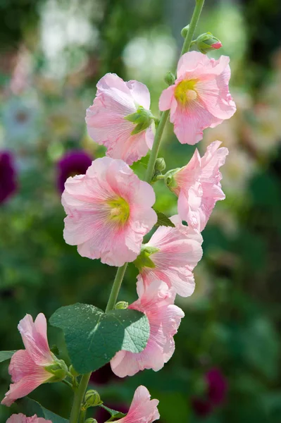 Mallow flowers. a herbaceous plant with hairy stems, pink or purple flowers, and disk-shaped fruit. Several kinds are grown as ornamentals, and some are edible.