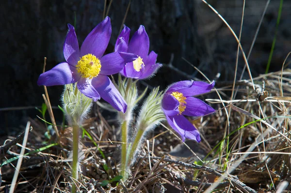 Paesaggio Primaverile Fiori Che Crescono Natura Fiore Primavera Pulsatilla Nomi — Foto Stock