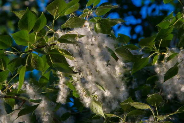 Yaz manzara. Kavak kabartmak. Kavak kabartmak alerji için sorumlu değil, yaz kavak kabartmak ile başlar. Sihirli kavak. Gizemli kavak kabartmak