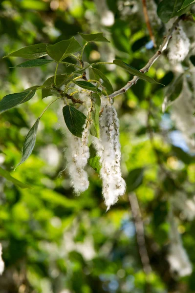 Yaz manzara. Kavak kabartmak. Kavak kabartmak alerji için sorumlu değil, yaz kavak kabartmak ile başlar. Sihirli kavak. Gizemli kavak kabartmak