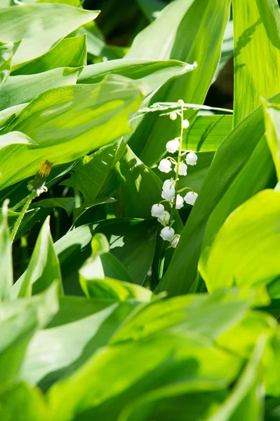 Fotografie Flori Pădure Brăţări Crinul Din Vale — Fotografie, imagine de stoc