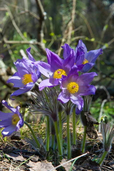 Bahar manzara. Çiçekleri içinde belgili tanımlık vahşi. Bahar çiçek Pulsatilla. Pasque çiçek ya da pasqueflower, Rüzgar çiçek, çayır bitkisi, Paskalya çiçek ve çayır anemone ortak adları dahil. 