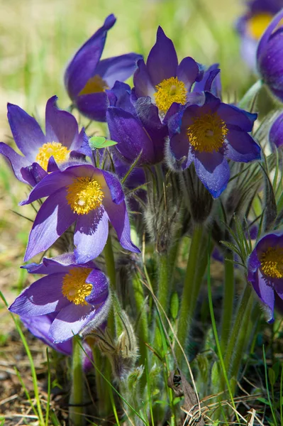 Bahar manzara. Çiçekleri içinde belgili tanımlık vahşi. Bahar çiçek Pulsatilla. Pasque çiçek ya da pasqueflower, Rüzgar çiçek, çayır bitkisi, Paskalya çiçek ve çayır anemone ortak adları dahil. 