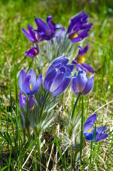 Bahar manzara. Çiçekleri içinde belgili tanımlık vahşi. Bahar çiçek Pulsatilla. Pasque çiçek ya da pasqueflower, Rüzgar çiçek, çayır bitkisi, Paskalya çiçek ve çayır anemone ortak adları dahil. 