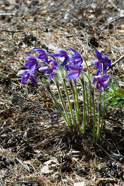 Bahar manzara. Çiçekleri içinde belgili tanımlık vahşi. Bahar çiçek Pulsatilla. Pasque çiçek ya da pasqueflower, Rüzgar çiçek, çayır bitkisi, Paskalya çiçek ve çayır anemone ortak adları dahil. 