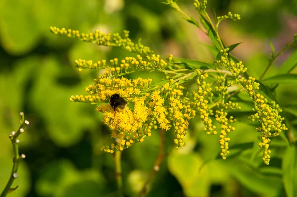 Solidago, goldenrods, yaygın olarak adlandırılan bir tür Aster, bitki ailesindeki çiçekli bitki cinsidir. Bunların çoğu çok yıllık otsu türler açık yerlerde bulundu