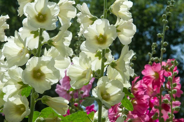 Kaasjeskruid Bloemen Een Kruidachtige Plant Met Harige Stengel Roze Paarse — Stockfoto