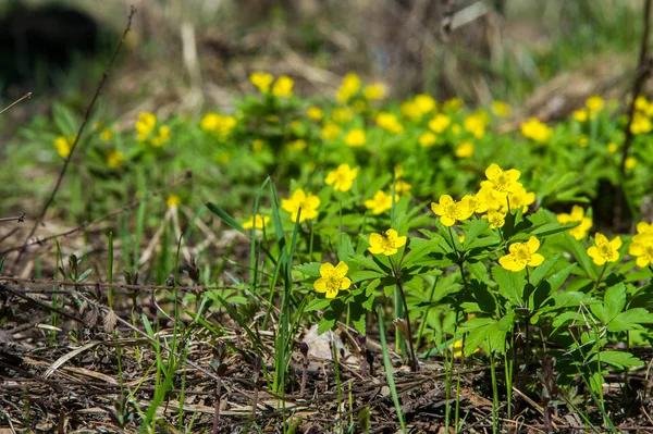 Anemone Sárga Erdei Virág Nemzetség Mintegy 200 Faj Buttercup Család — Stock Fotó