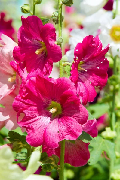 Mallow Flowers Herbaceous Plant Hairy Stems Pink Purple Flowers Disk — Stock Photo, Image