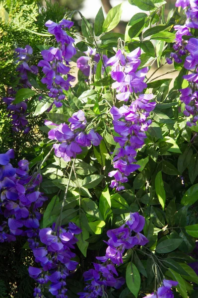 Wisteria, a genus of high-altitude subtropical subtropical plants resembling trees, from a family of legumes with large bunches of fragrant flowers. They are blue, purple, purple and white. Artificial tastes