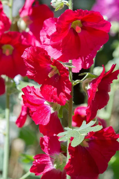 Mallow Flowers Herbaceous Plant Hairy Stems Pink Purple Flowers Disk — Stock Photo, Image