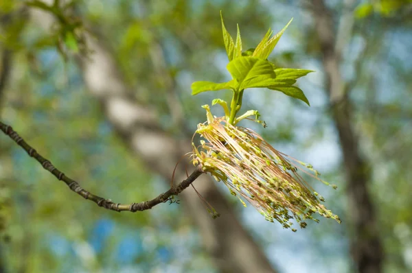 Arka plan resmi, bahar peyzaj, ağaçlar ilk yaprak dokusu