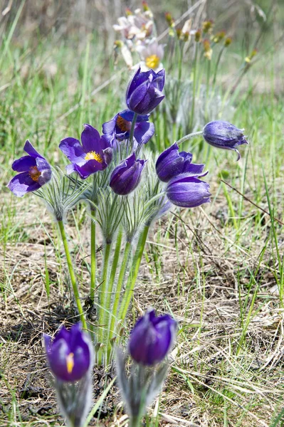 Spring landscape. Flowers growing in the wild. Spring flower Pulsatilla. Common names include pasque flower or pasqueflower, wind flower, prairie crocus, Easter flower, and meadow anemone.