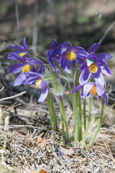 Bahar manzara. Çiçekleri içinde belgili tanımlık vahşi. Bahar çiçek Pulsatilla. Pasque çiçek ya da pasqueflower, Rüzgar çiçek, çayır bitkisi, Paskalya çiçek ve çayır anemone ortak adları dahil. 