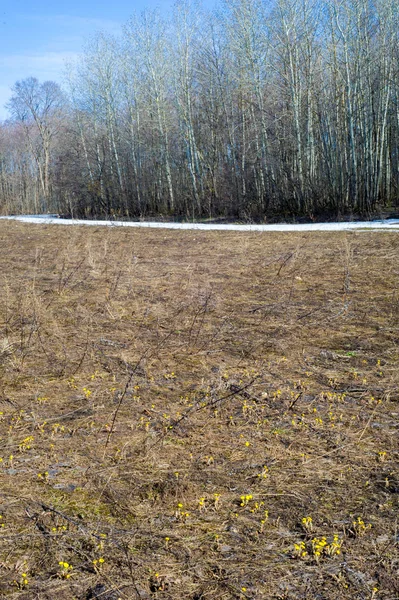 Coltsfoot bilinen Tussilago farfara bitki papatya ailesindeki groundsel kabile bir bitkidir