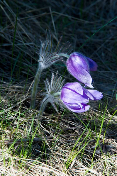 Lente Landschap Bloemen Groeien Het Wild Voorjaar Bloem Pulsatilla Gemeenschappelijke — Stockfoto