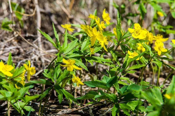 Anemone Sárga Erdei Virág Nemzetség Mintegy 200 Faj Buttercup Család — Stock Fotó