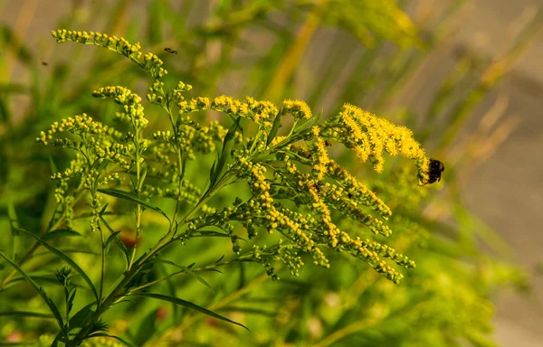Solidago, goldenrods, yaygın olarak adlandırılan bir tür Aster, bitki ailesindeki çiçekli bitki cinsidir. Bunların çoğu çok yıllık otsu türler açık yerlerde bulundu
