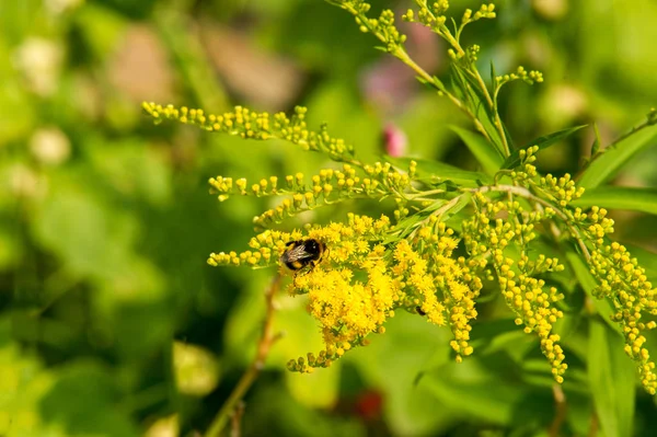 Solidago Powszechnie Nazywane Goldenrods Jest Gatunków Roślin Rodziny Astry Asteraceae — Zdjęcie stockowe