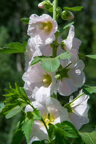 Ebegümeci çiçekler. kıllı kaynaklanıyor, pembe ya da mor çiçekler ve disk şeklinde meyve otsu bir bitki. Birkaç tür süsbitkileri yetiştirilen ve bazı yemeklik.