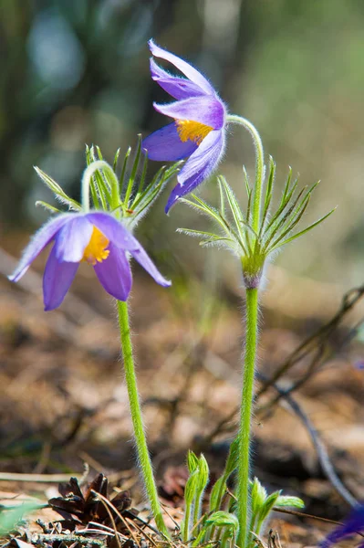 Bahar manzara. Çiçekleri içinde belgili tanımlık vahşi. Bahar çiçek Pulsatilla. Pasque çiçek ya da pasqueflower, Rüzgar çiçek, çayır bitkisi, Paskalya çiçek ve çayır anemone ortak adları dahil. 