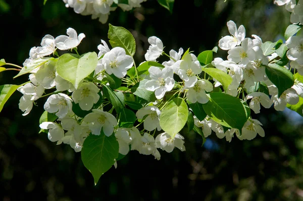 Fotos Paisagem Primavera Árvores Maçã Florescentes — Fotografia de Stock