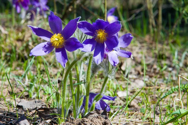 Bahar manzara. Çiçekleri içinde belgili tanımlık vahşi. Bahar çiçek Pulsatilla. Pasque çiçek ya da pasqueflower, Rüzgar çiçek, çayır bitkisi, Paskalya çiçek ve çayır anemone ortak adları dahil. 