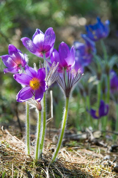 Bahar manzara. Çiçekleri içinde belgili tanımlık vahşi. Bahar çiçek Pulsatilla. Pasque çiçek ya da pasqueflower, Rüzgar çiçek, çayır bitkisi, Paskalya çiçek ve çayır anemone ortak adları dahil. 