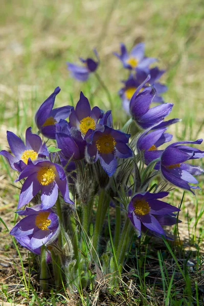 Spring landscape. Flowers growing in the wild. Spring flower Pulsatilla. Common names include pasque flower or pasqueflower, wind flower, prairie crocus, Easter flower, and meadow anemone.