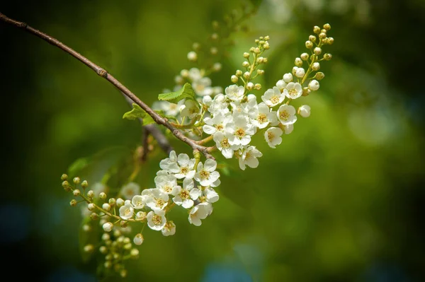 Spring Greeting Card Blossom Bird Cherry Close Turtle Branch Brightly — Stock Photo, Image