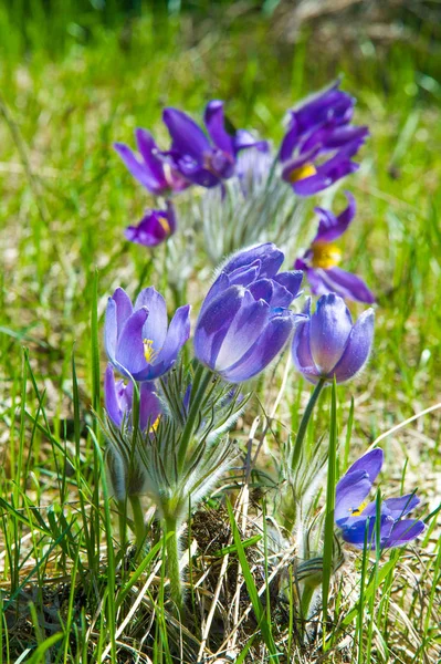 Bahar manzara. Çiçekleri içinde belgili tanımlık vahşi. Bahar çiçek Pulsatilla. Pasque çiçek ya da pasqueflower, Rüzgar çiçek, çayır bitkisi, Paskalya çiçek ve çayır anemone ortak adları dahil. 
