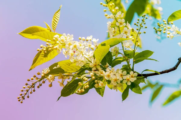 Spring Greeting Card Blossom Bird Cherry Close Turtle Branch Brightly — Stock Photo, Image