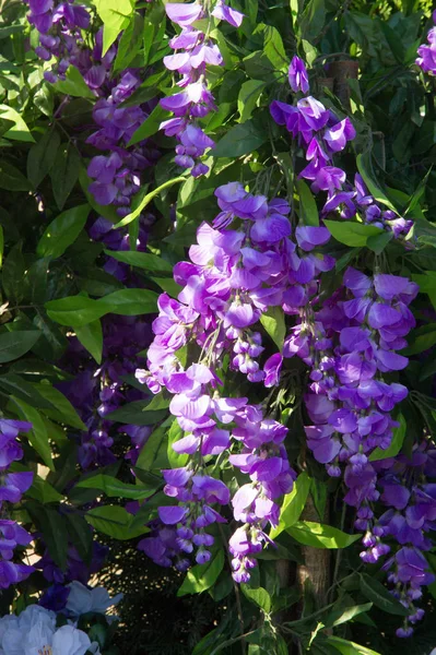 Wisteria, a genus of high-altitude subtropical subtropical plants resembling trees, from a family of legumes with large bunches of fragrant flowers. They are blue, purple, purple and white. Artificial tastes