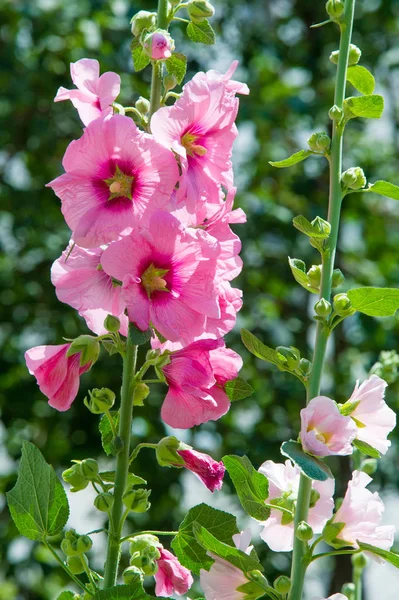 Flores Malva Una Planta Herbácea Con Tallos Peludos Flores Color — Foto de Stock