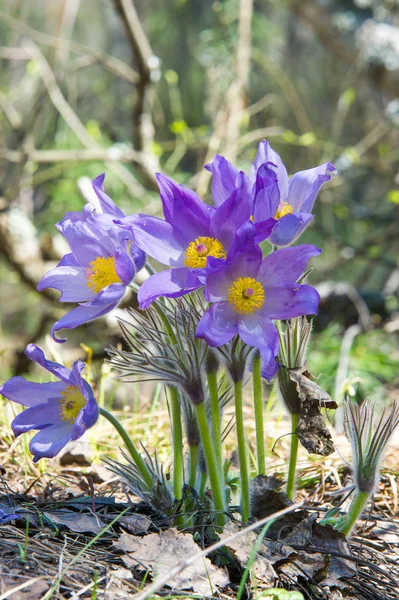 Bahar manzara. Çiçekleri içinde belgili tanımlık vahşi. Bahar çiçek Pulsatilla. Pasque çiçek ya da pasqueflower, Rüzgar çiçek, çayır bitkisi, Paskalya çiçek ve çayır anemone ortak adları dahil. 
