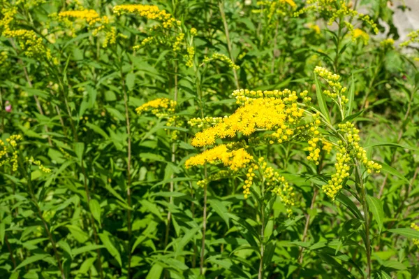アキノキリンソウ Goldenrods 通称はアスター キク科の家族の植物の種の属です それらのほとんどが開いている場所は 多年生の草本の種 — ストック写真