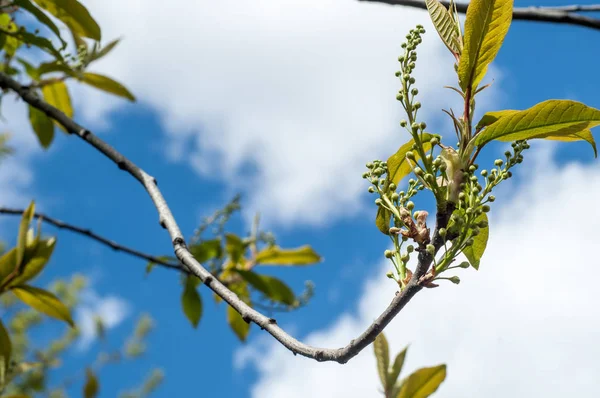 Textur Des Hintergrundbildes Frühlingslandschaft Die Ersten Blätter Der Bäume — Stockfoto