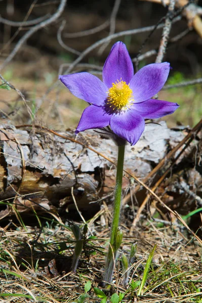 Bahar manzara. Çiçekleri içinde belgili tanımlık vahşi. Bahar çiçek Pulsatilla. Pasque çiçek ya da pasqueflower, Rüzgar çiçek, çayır bitkisi, Paskalya çiçek ve çayır anemone ortak adları dahil. 