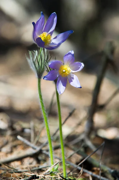 Bahar manzara. Çiçekleri içinde belgili tanımlık vahşi. Bahar çiçek Pulsatilla. Pasque çiçek ya da pasqueflower, Rüzgar çiçek, çayır bitkisi, Paskalya çiçek ve çayır anemone ortak adları dahil. 