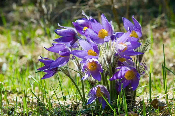 Bahar manzara. Çiçekleri içinde belgili tanımlık vahşi. Bahar çiçek Pulsatilla. Pasque çiçek ya da pasqueflower, Rüzgar çiçek, çayır bitkisi, Paskalya çiçek ve çayır anemone ortak adları dahil. 